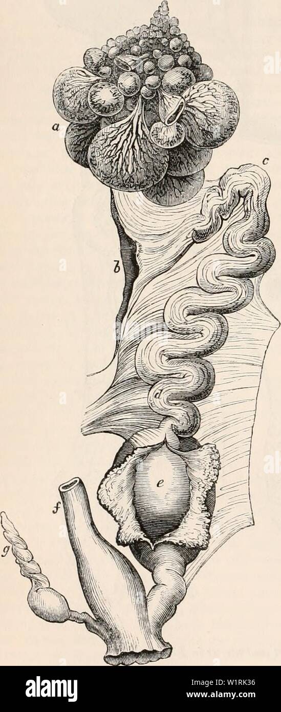 Archive image from page 67 of The cyclopædia of anatomy and. The cyclopædia of anatomy and physiology  cyclopdiaofana05todd Year: 1859 54. OVUM. formative process of the ovum, including the addition of the external coverings, is completed within the ovary; and, on the other hand, there are a few instances in which, as in the trematoda and cestoid en- tozoa, the germinal vesicle and yolk sub- stance of the ovule are formed in separate organs, instead of in the usual manner entirely in the ovary. The varieties of the ovaries in different animals may be considered under two heads —viz., 1st. Thei Stock Photo
