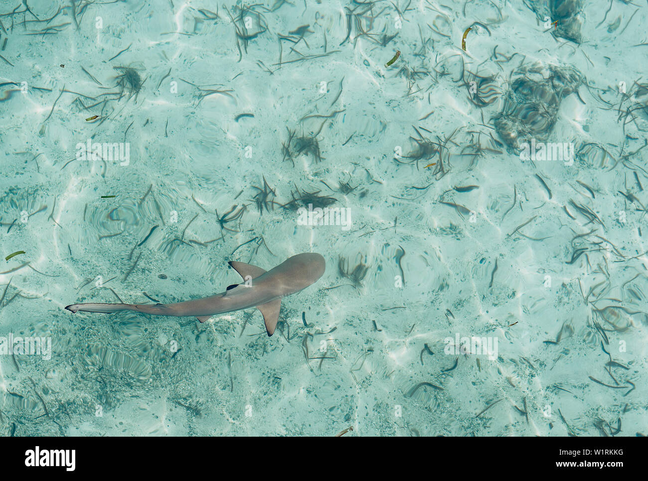 Baby shark in shallow and transparent water in Maldives islands Stock
