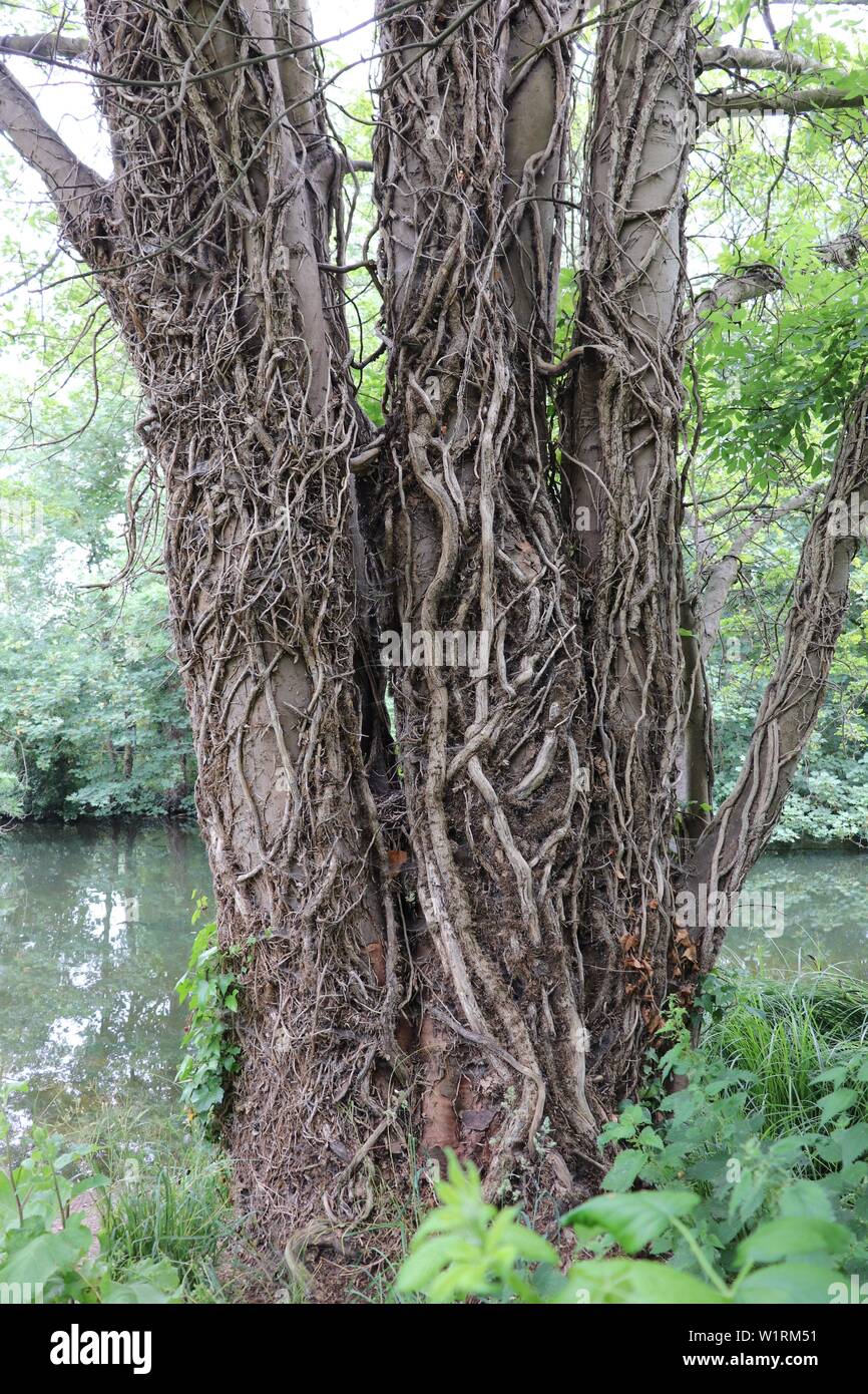 Bark tree vines Stock Photo Alamy
