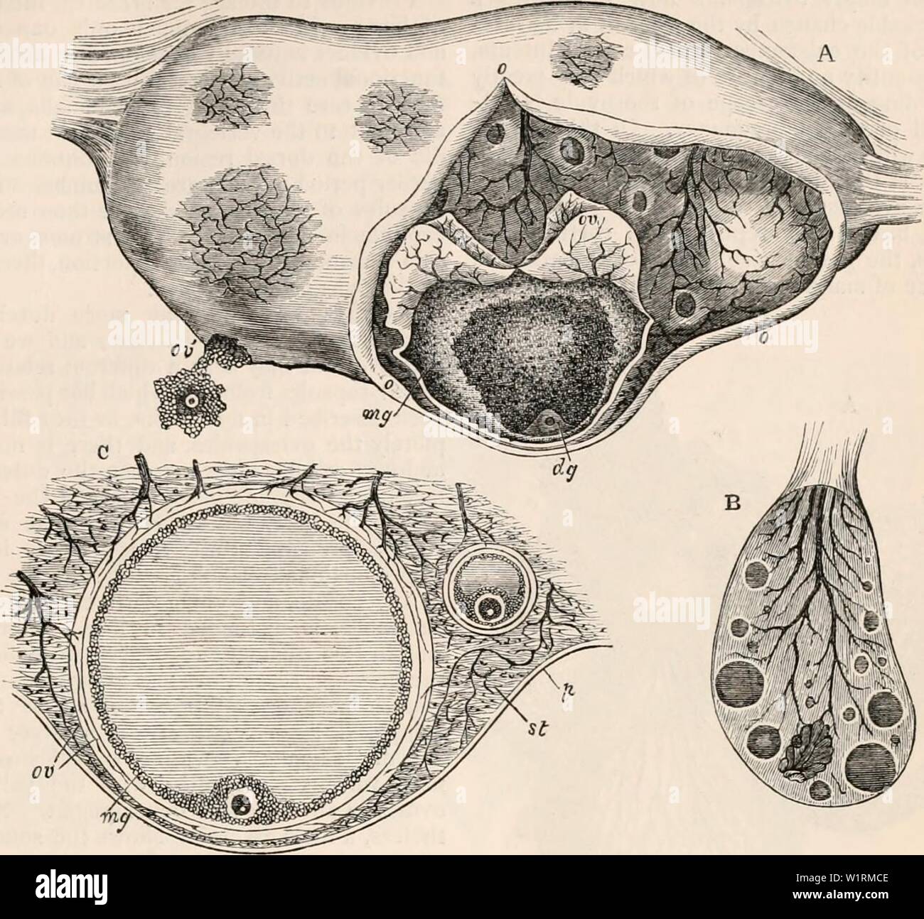 Human Ovary Stock Photos & Human Ovary Stock Images - Alamy