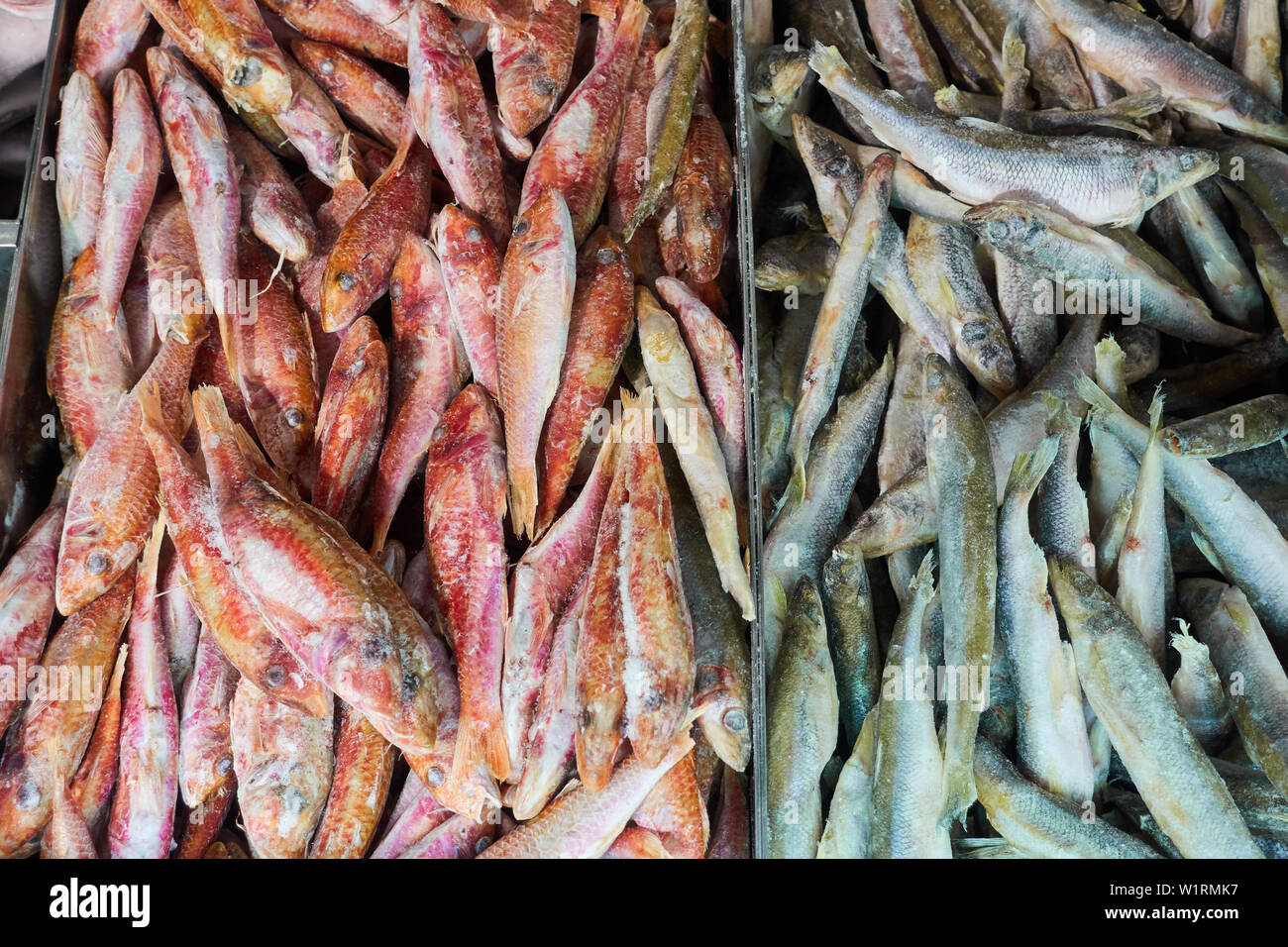 Frozen fish in the refrigerator grocery store Stock Photo Alamy