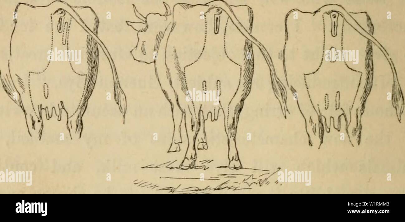Archive image from page 71 of Dairy stock; its selection, diseases,. Dairy  stock; its selection, diseases, and produce, with a description of the  Brittany breed dairystockitssel00gamg Year: 1861 54 GUENON S SYSTEM.