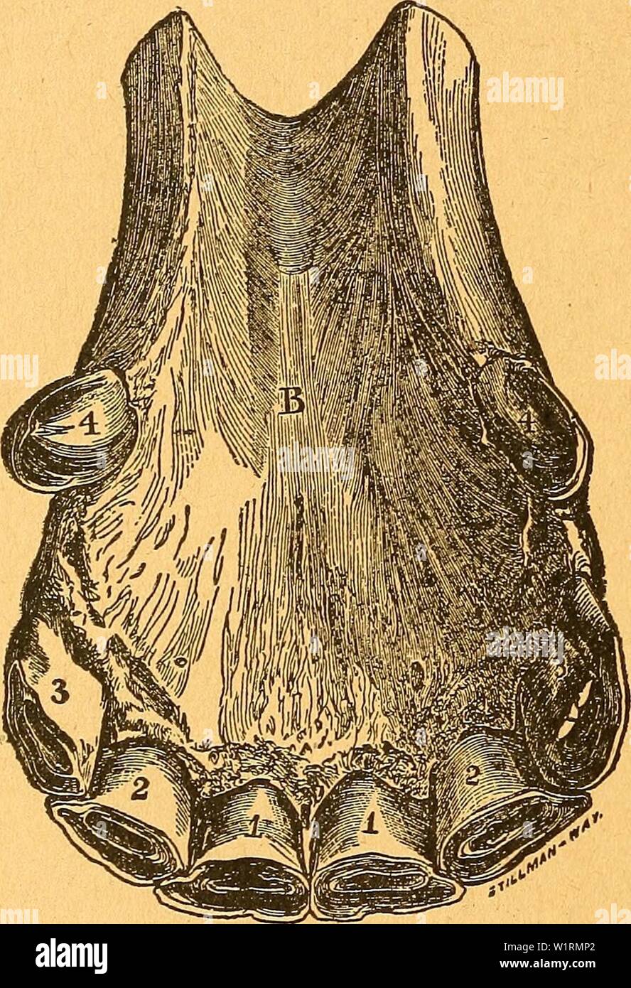 Archive image from page 71 of Das pferdebuch des amerikanischen farmers. Das pferdebuch des amerikanischen farmers daspferdebuchdes00hoff Year: 1917 ß6 ®a§. $ferbebud) be» amcrilanifcCjcn ??armerl SSäljrenb be§ neunten afjreS iptrb ba§, toa§ ettoa bom ern in bem mittleren aar be» D6eriefer§ übrig geblieben ift, abgenüit, ber afen an ben Qä'dijmn bergröert jid) «nb bie @ien ber aen= 3ä£)ne üerfrfjtoinben. m aelnten ar berfdilüinbet ber Sern bon bem 3H)eiten aar ber djneibesäifine am DBerüefer xmb im elften ber an ben edgälmen. ?Jtit bem gtoölften a)r merben alle fronen ber SSorbcrgäfine im Xln Stock Photo