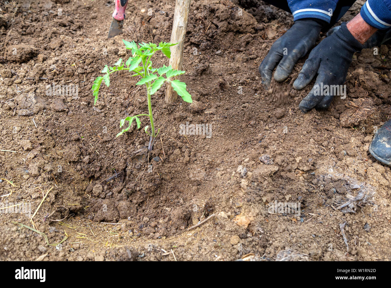Planting tomato plant in the ground in the garden Stock Photo Alamy