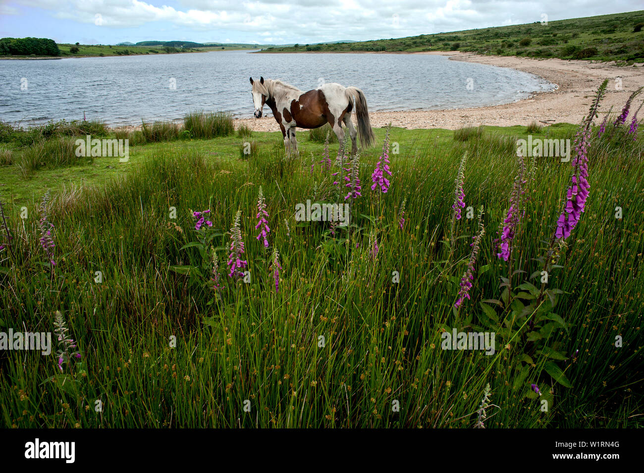 Wild ponies grazing amongst the wild flowers of Bodmin Moor on the shores of Colliford Lake in Cornwall, England. Stock Photo