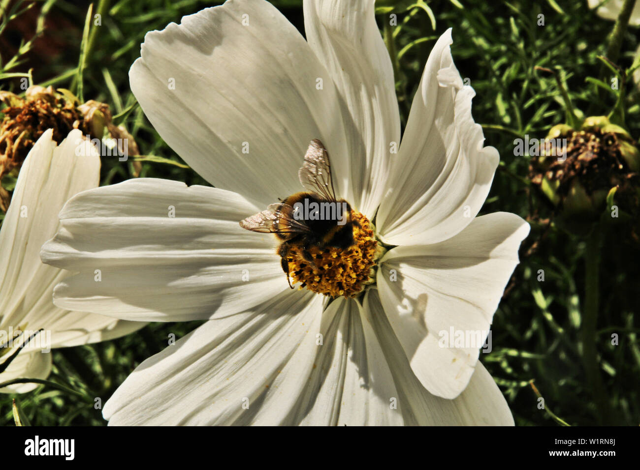 A picture of a Bee landing on a flower Stock Photo - Alamy