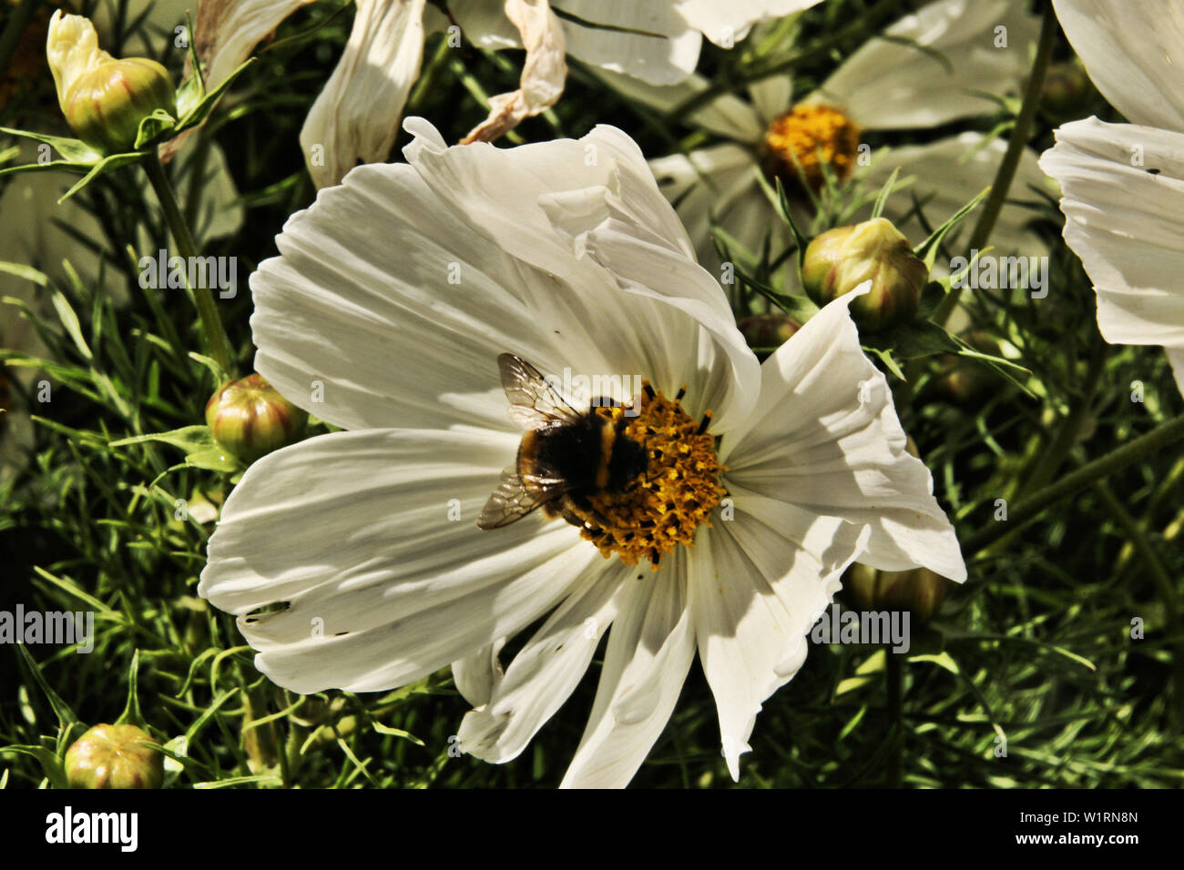 Bee Landing On A Flower High Resolution Stock Photography and Images ...