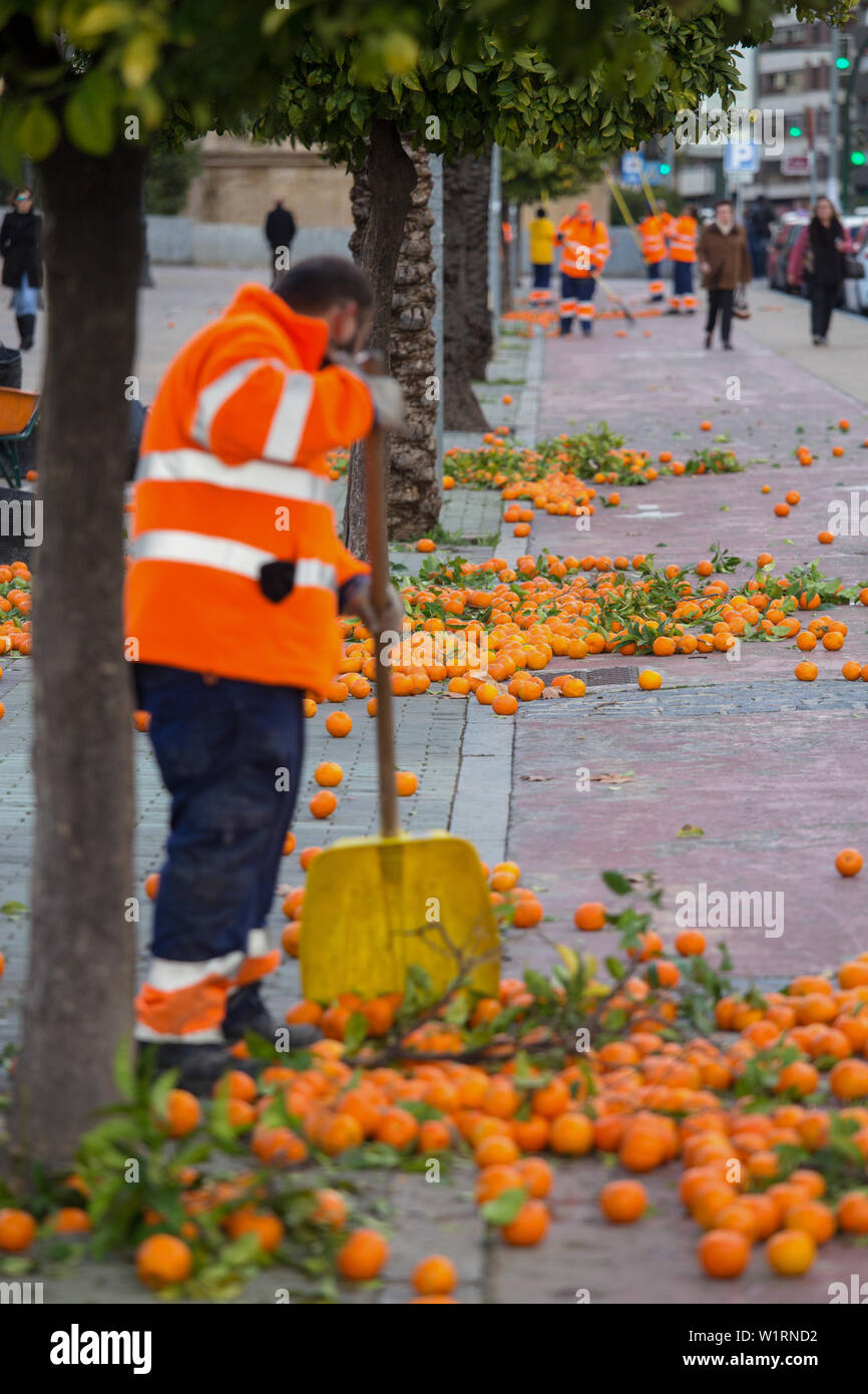 Municipal council worker in Cordoba Spain gathering oranges from the trees in the street Stock Photo