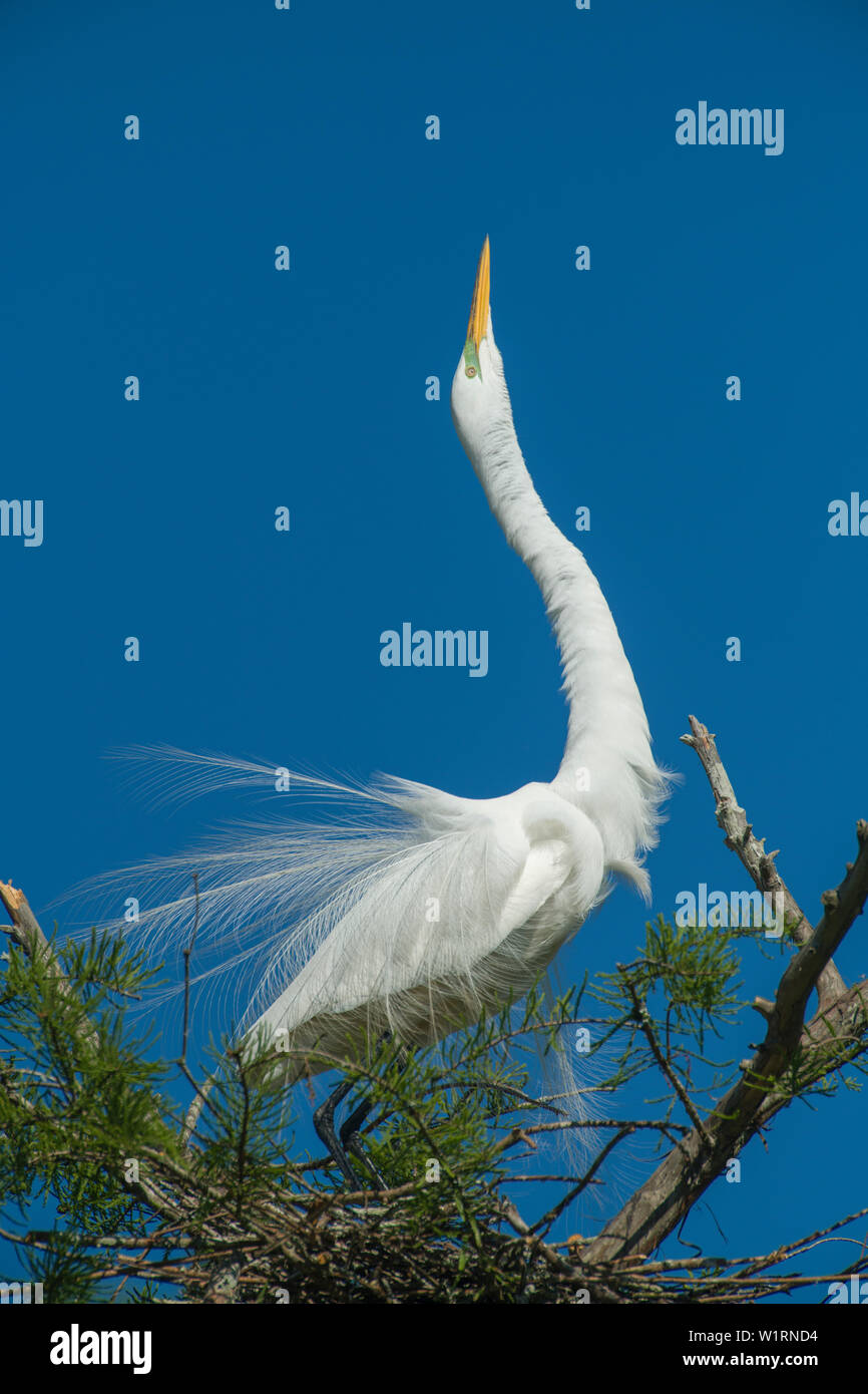 Louisiana swamp bird hi-res stock photography and images - Alamy