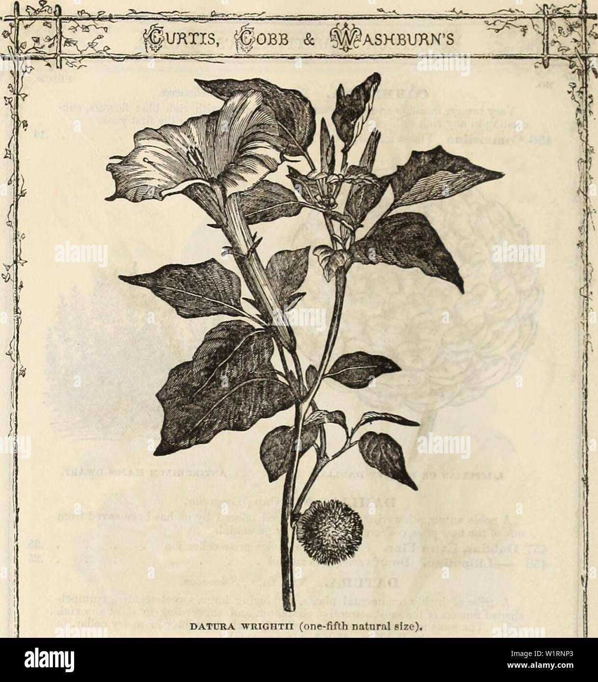 Archive image from page 73 of Curtis, Cobb & Washburn's amateur Stock Photo