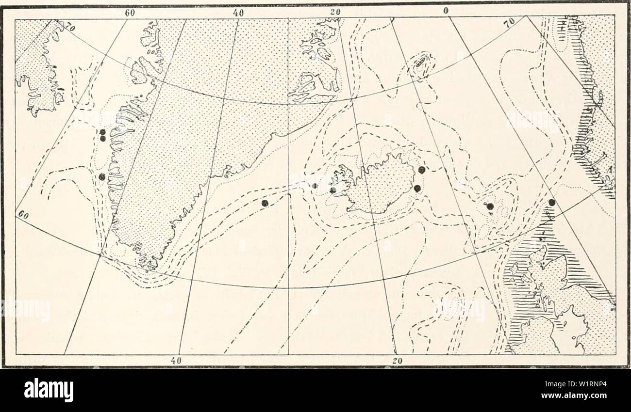 Archive image from page 72 of The Danish Ingolf-Expedition (1918). The Danish Ingolf-Expedition  danishingolfexpe0507ingo Year: 1918 HYDROIDA II 65 mobile sarcothecse. The hydrocladia are divided by transverse nodes into internodia of which normally every second one bears one or two unpaired sarcothecse in the median line, the alternate ones having a small hydrotheca with a snpracalycine pair of sarcothecse at the month, and an unpaired median sar- cotheca on the proximal part of the internodium. The hydrotheca is about $ to '/- the length of the iuternodium, and is on one side entirely fused Stock Photo