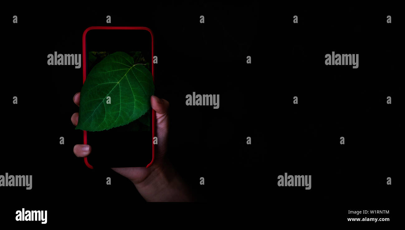 Hand holding mobile phone and take a photo of green leaves on dark ...