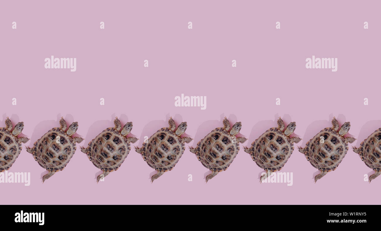 Turtle on pink background trend flat lay concept with fashionable ...
