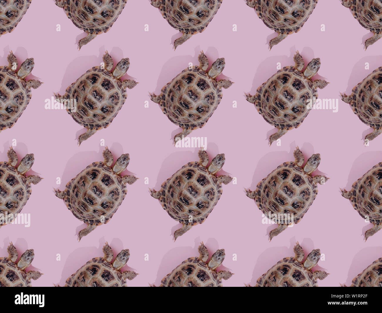 Turtle on pink background trend flat lay concept with fashionable ...