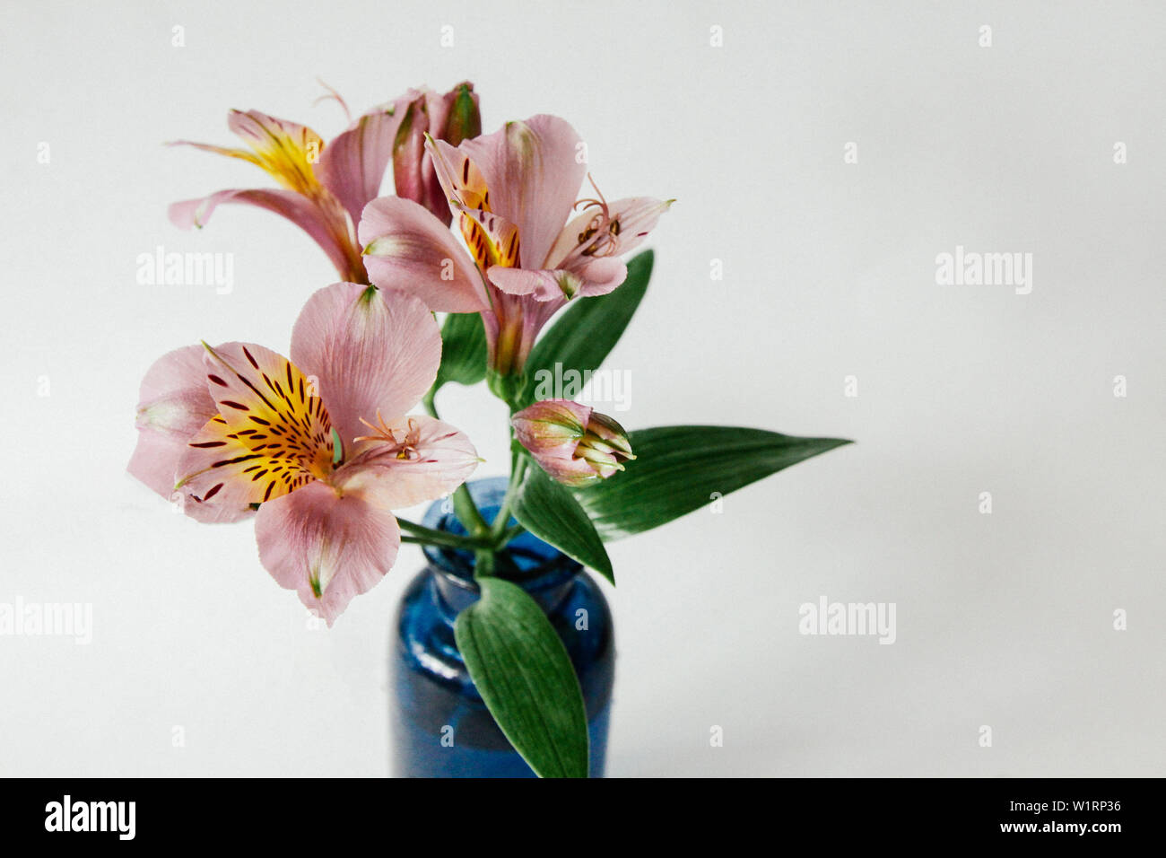 Tall red alstroemeria in glass blue vase on with white background. A small and elegant bouquet. Stock Photo