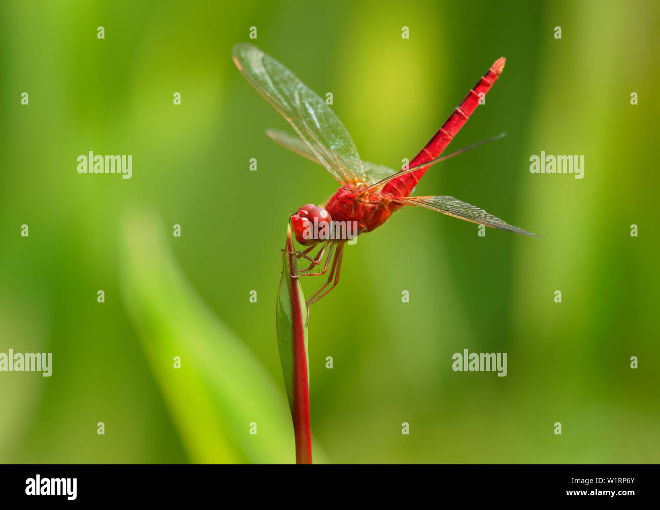 Scarlet skimmer or ruddy marsh skimmer Crocothemis servilia a species