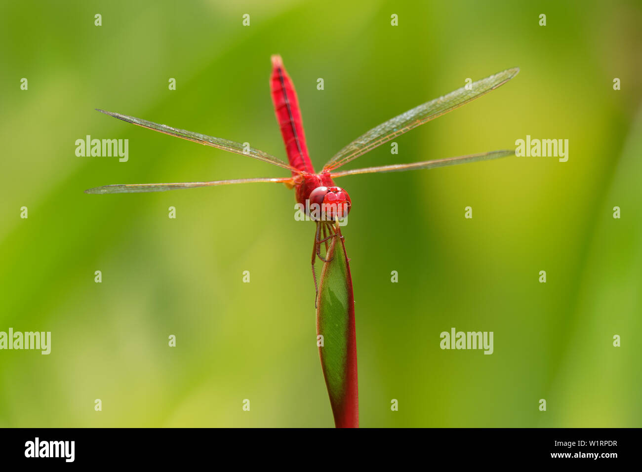 Scarlet skimmer or ruddy marsh skimmer Crocothemis servilia a species