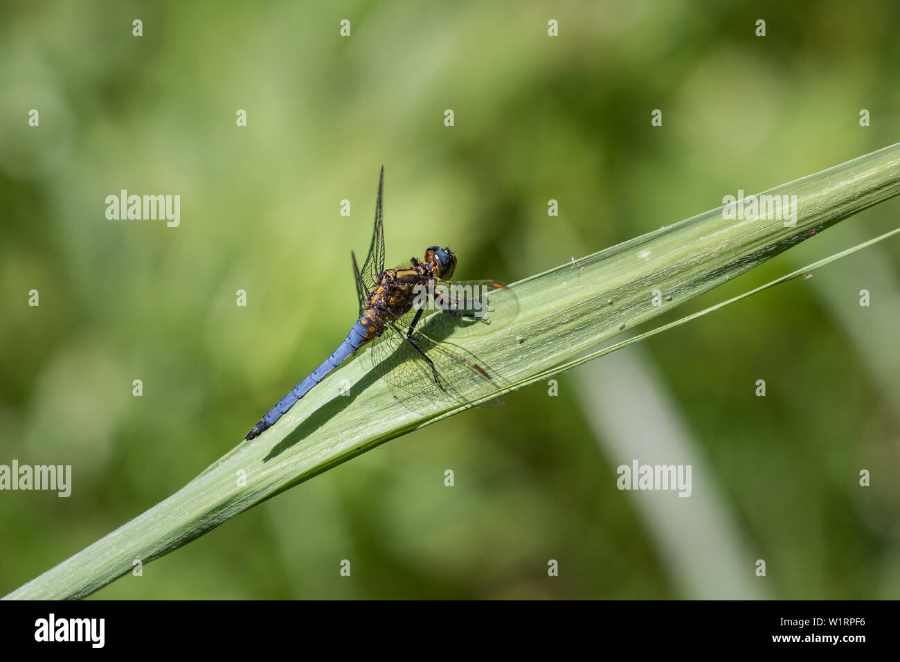 Dragonfly, belonging to the infraorder Anisoptera, side view Stock Photo