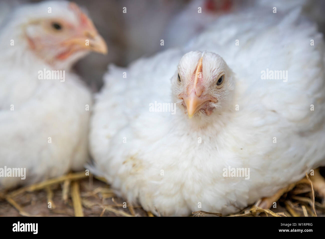 White chickens in cage at chicken house. Meat animals farming, fast growth  concept Stock Photo - Alamy