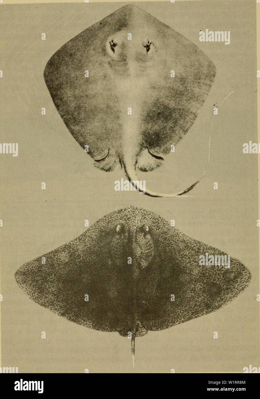 Archive image from page 75 of Dangerous marine animals (1959). Dangerous marine animals  dangerousmarinea00hals Year: 1959 56 DANGEROUS MARINE ANIMALS    Fig. 28. Top: Diamond Stingray, Dasyatis dipterurus (Jordan and Gilbert). (From Walford) Bottom: Butterfly Ray, Gymnura marmorata (Cooper). (From Hiyama) Stock Photo