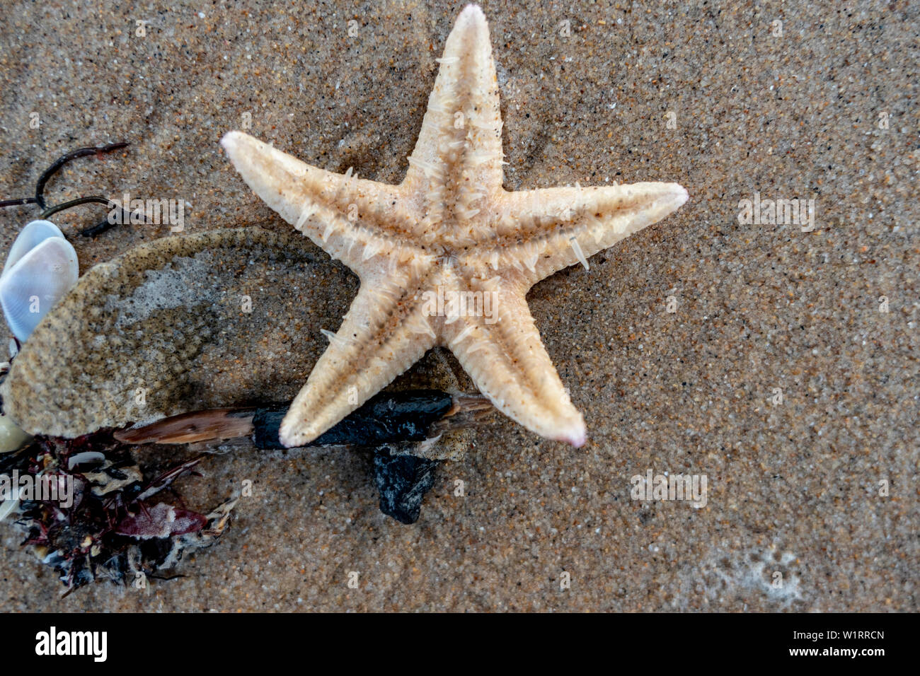 white starfish on a sandy beach Stock Photo