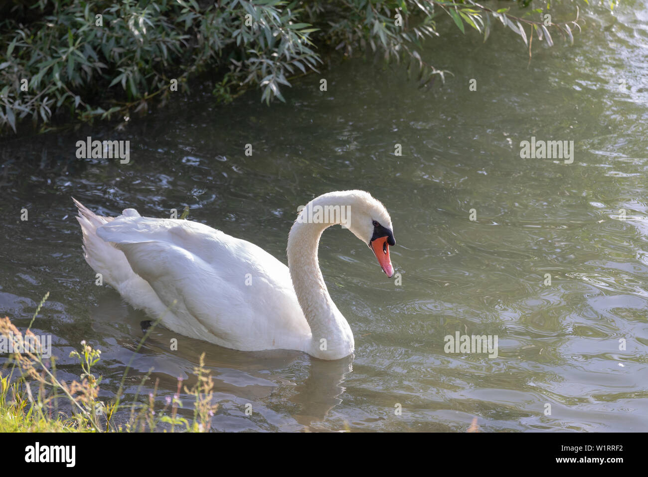 Mute swan (Cygnus olor) swimming in blue water with reflection Stock ...