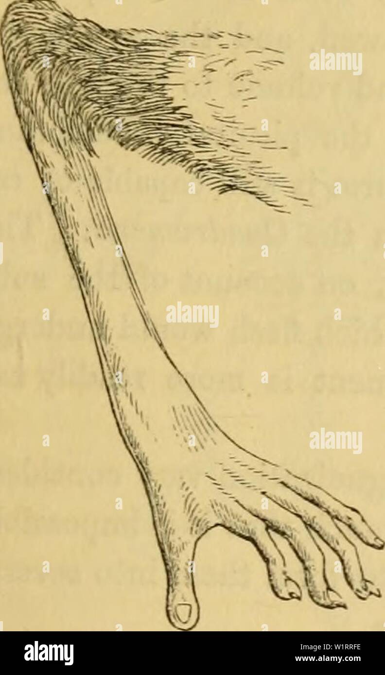 Archive image from page 76 of Cuvier's animal kingdom  arranged. Cuvier's animal kingdom : arranged according to its organization  cuviersanimalkin00cuvi Year: 1840 Fig. 5.—Hand of Potto. Geoffrey's Potto ( Lemur potto, Lin. ; Galago Gruniensis, Desm. ; P. Geoffrotji, Ben.)—From Sierra Leone; a slow-moving and retiring animal, wliich seldom makes its appearance but in the night-time, and feeds on vegetables, chiefly the Cassada.] The Galagos {Otolicnus, Illig.)— Have the teeth and insectivorous regimen of tlie Loris ; the tarsi elongated, which gives to their hinder hmbs a dispro- portionate e Stock Photo