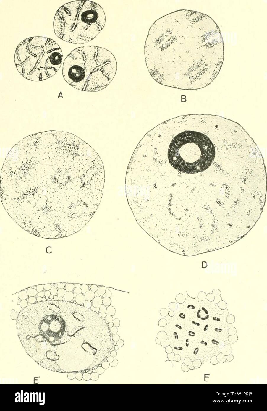 Archive image from page 76 of Cytology, with special reference to. Cytology, with special reference to the metazoan nucleus  cytologywithspec00agaruoft Year: 1920 MEIOSIS IN THE FEMALE 6i germinal vesicles with diffuse chromosomes are to be found, and it is evident that the bivalents resulting from syndesis condense continuously    Fig. 25. The chromosomes during the oogenesis of Diaptomus castor from the pachytene stage (A), through the germinal vesicle stage (B-E) to the condensation of the definitive bivalents (F). (Matschek, A.Z., 1910.) into the definitive bivalents of metaphase I. Animal Stock Photo
