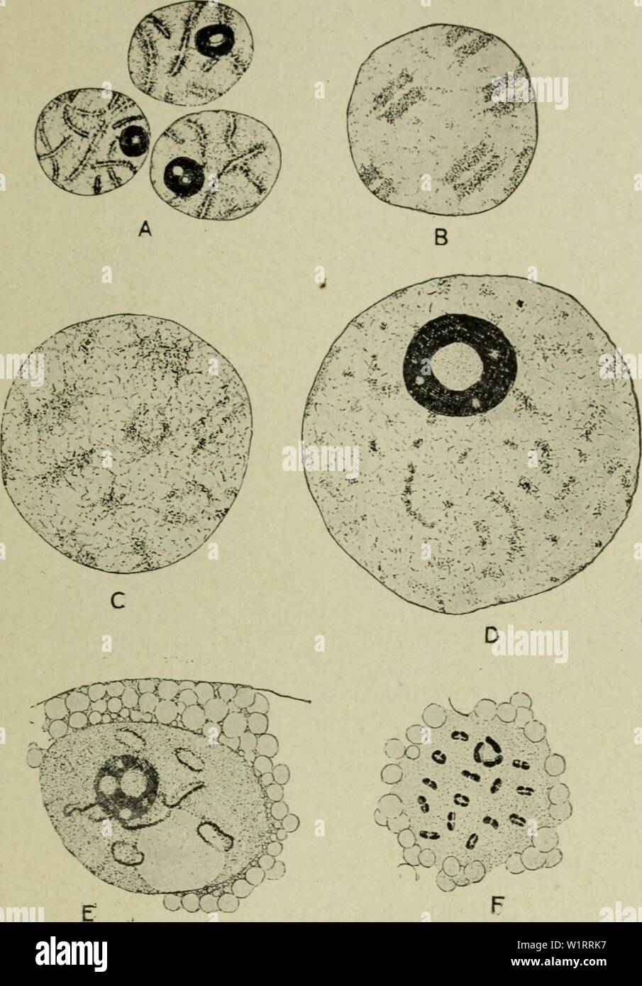 Archive image from page 76 of Cytology, with special reference to. Cytology, with special reference to the metazoan nucleus  cytologywithspec00agar 0 Year: 1920 ii MEIOSIS IN THE FEMALE 6l germinal vesicles with diffuse chromosomes are to be found, and it is evident that the bivalents resulting from syndesis condense continuously    Fig. 25. The chromosomes during the oogenesis of Diaptomus castor from the pachytene stage (A), through the germinal vesicle stage (B-E) to the condensation of the definitive bivalents (F). (Matschek, A.Z., 1910.) into the definitive bivalents of metaphase I. Anima Stock Photo