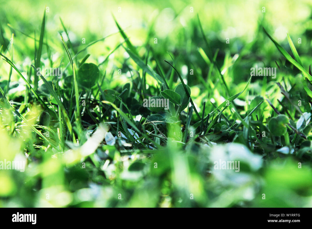 Grass in the sun hi-res stock photography and images - Alamy