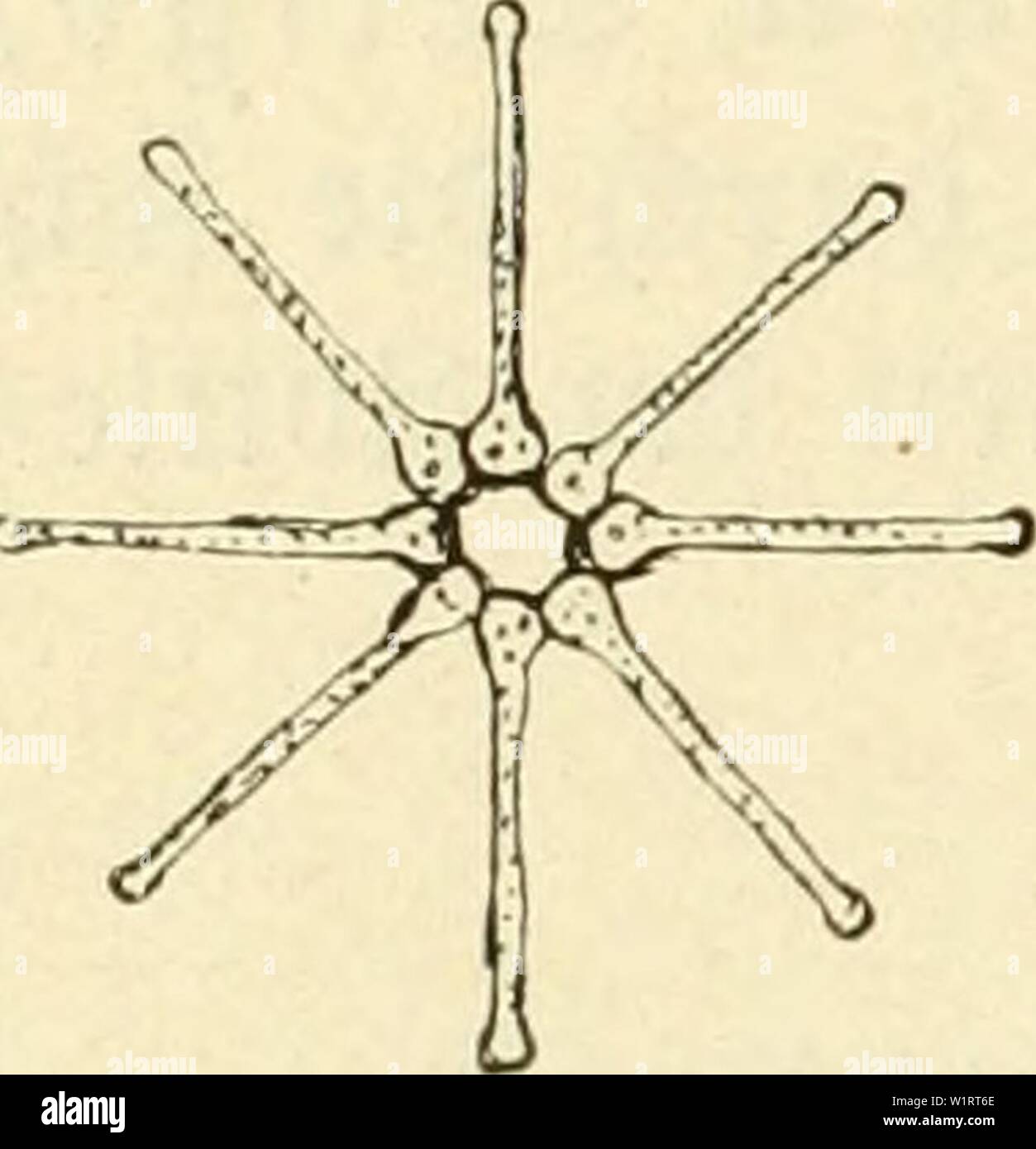 Archive image from page 77 of Das süsswasser-plankton; einführung in die. Das süsswasser-plankton; einführung in die freischwebende organismenwelt unserer teiche, flüsse und seebecken  dasssswasserpl00zach Year: 1911 68 XII. ®te |)Ianftonij(i)en [Ian,cnformen. manä)t xkn darateiftifc ftnb. er arbftoff felbft beftet au§ (5loropl)H (SSIattgrün), tr)e(rf)e§ jeboc bitrcf) einen anbern (getben), ben man 2)iatomin nennt, faft üöttig öerbecft iüirb. SSon ben lanftonSagittariaeen ift Asterionella gracillima (gtg. 32) eine ber befannteften (Sjeie. ie @in§elti)efen jinb in fternförmigen SSerbänben angeo Stock Photo