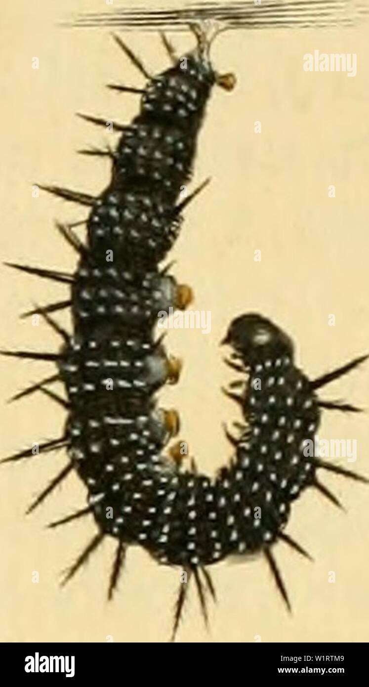 Archive image from page 78 of De natuurlyke historie der insecten;. De ...