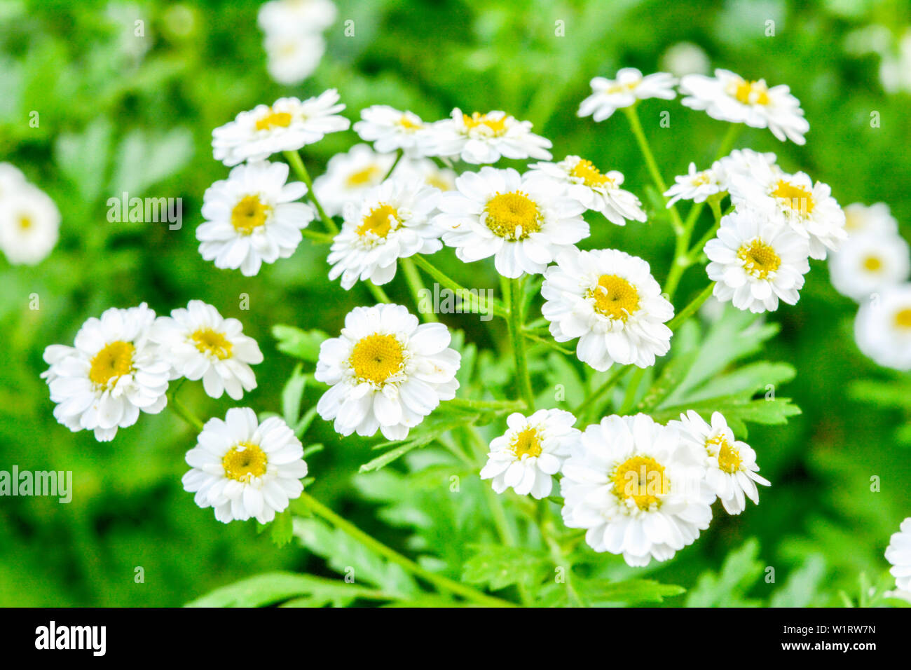 White and yellow flowers of Feverfew Pyrethrum or Tanacetum Corymbosum or Chrysanthemum Parthenium close-up with green grass background, selective foc Stock Photo