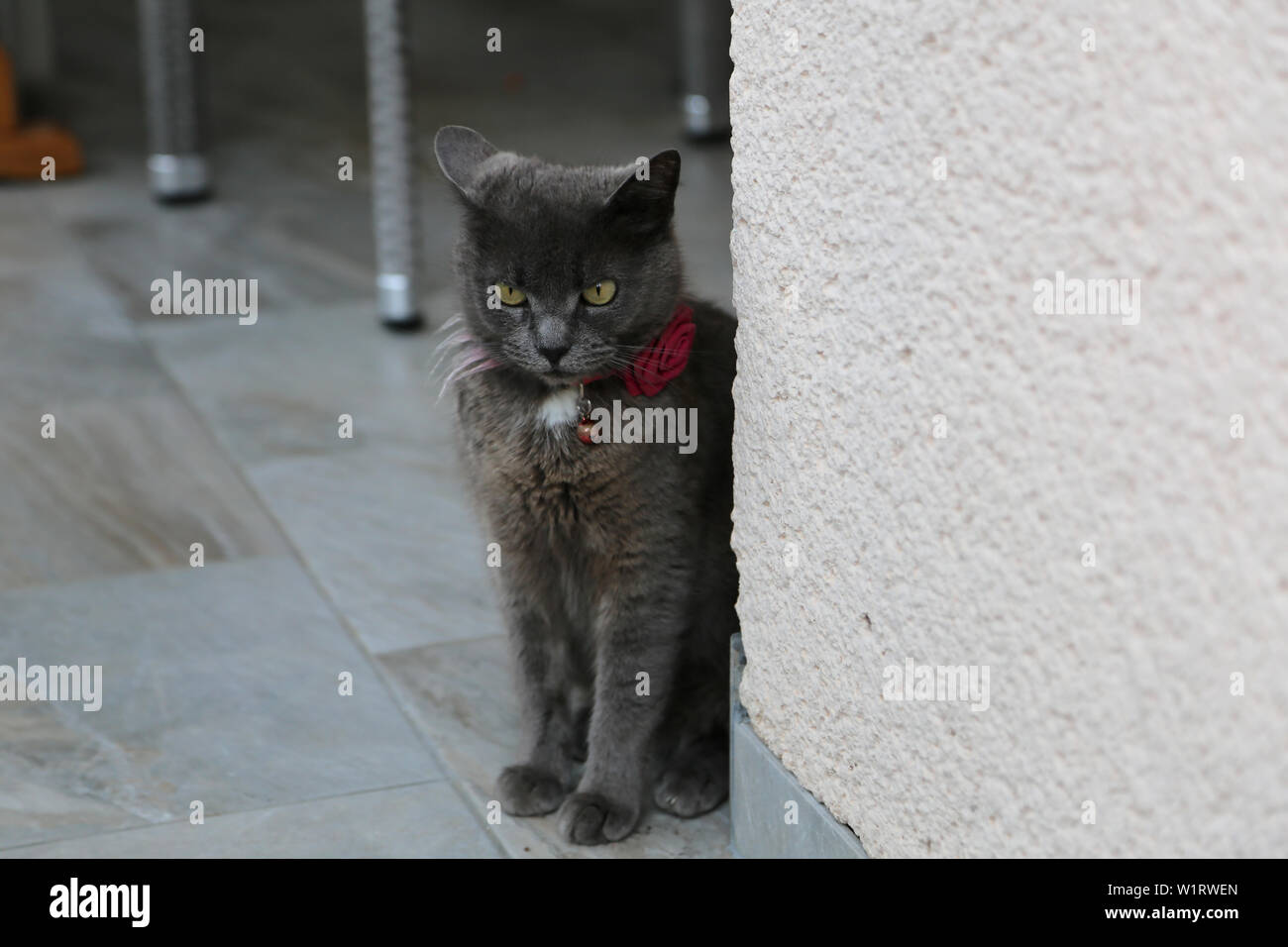 angry grey cat