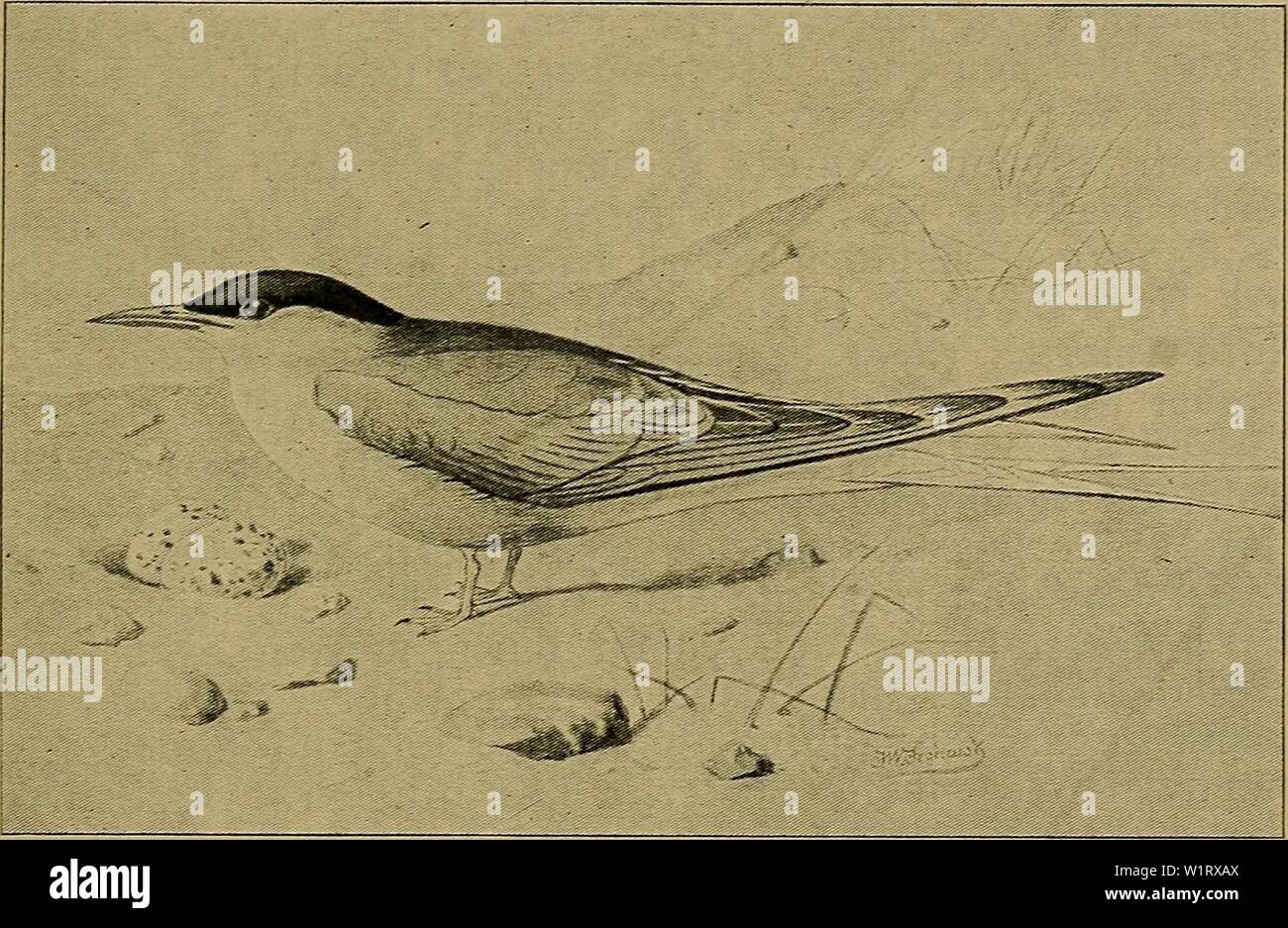 Archive image from page 82 of Danmarks fauna; illustrerede haandbøger over. Danmarks fauna; illustrerede haandbøger over den danske dyreverden..  danmarksfaunaill39dans Year: 1907 79 (Sterna macrura) meget kortere, nemlig kun 14—16 mm lang. Mellem- taaen 20—24 mm. Ungedragten ligner Fjordternens, men den unge Havterne er kendelig paa den renhvide Overgump og de hvide Overhaledækfjer. løvrigt kendelig paa den smalle Stribe paa den længste Haandsvingfjers Inderfane, den mindre Mellemfod og de lysere Halefjer. Endelig synes de gulbrune Kanter at mangle eller at være langt    Fig. 16. Havterne i S Stock Photo