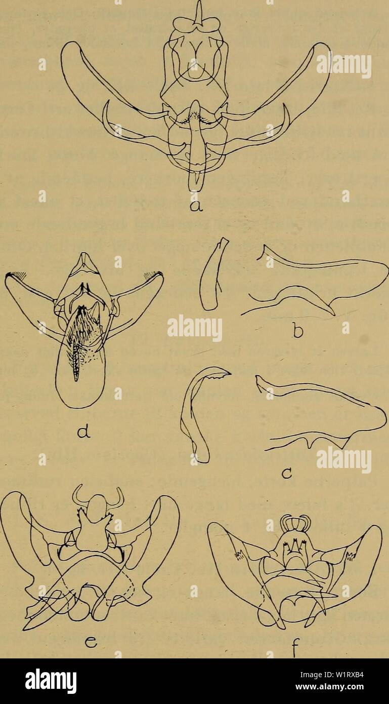 Archive image from page 82 of Danmarks fauna; illustrerede haandbøger over. Danmarks fauna; illustrerede haandbøger over den danske dyreverden..  danmarksfaunaill61dans Year: 1907 79    Fig. 16. &lt;?-genitalorganer hos: a. Nephodesme incanana, b. N. osseana c. N. niibilana, d. Clysia angustana, e. Lozopera francillana (præpa- rat N. L. Wolf), f. L. beatricella (præparat N. L. Wolff). x25. Stock Photo