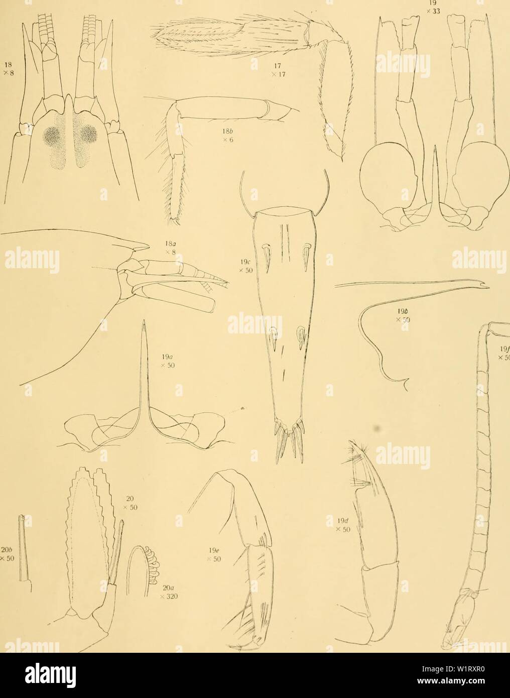 Archive image from page 82 of The Decapoda of the Siboga Stock Photo