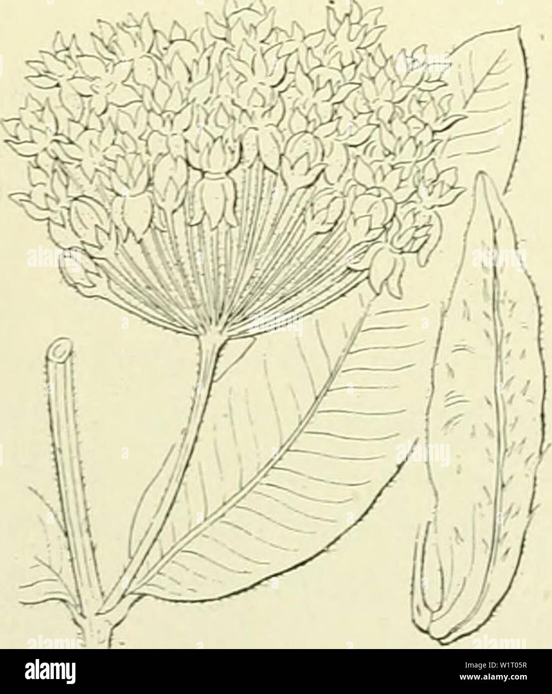 Archive image from page 85 of De flora van Nederland (1909-11). De flora van Nederland  defloravannederl03heuk Year: 1909-11. Vincetoxicum officinale Fig. 76.    9 Asclepias ) L. (A. syriaca 'â ) L). Z ij d e p 1 a n t Asclepias cornuti Fig. 77. A. cornÃ¼ti â '') Dcsne. (fig. 77). Deze plant heeft een ver voortkruipenden wortelstok en een rechtopstaanden stengel, zonder bebladerde takken, die boven, evenals de stelen der bijschermen, grijs kort behaard is. De bladen zijn groot, meest tegenoverstaand, kort gesteeld, elliptisch, stompachtig met een stekelpunt, van onderen grijsviltig, met tal va Stock Photo