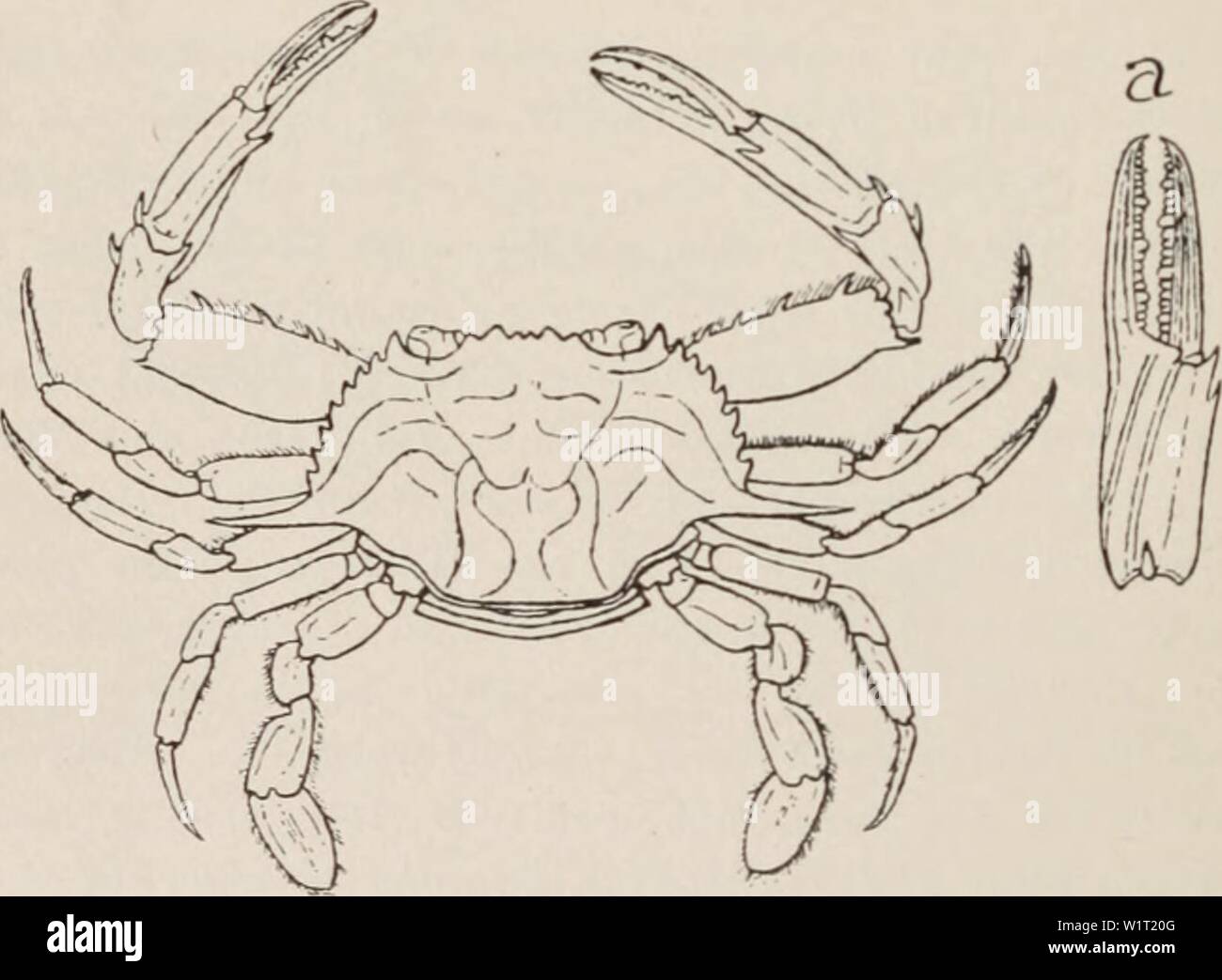 Archive image from page 87 of Decapod crustacea of Bermuda (1908-1922). Decapod crustacea of Bermuda  decapodcrustacea00verr Year: 1908-1922 A. E. Verrill — Decapod Crustacea of l'»-nnulmi&lt;l:int the Gulf Stream to Florida, Cuba, :in«l tin- Gulf of .M«-ii-.,. l-'rv of the Bermuda s|.L-rinit-ns i-an-ird eggs; ni'-t arc &lt;|iiitr yOUDg. Achelous anceps (Sans.) Stimpson. L,I/,,;I (/-M-C//.S Saussure, Crust. Antilles. M«-x.. M.-m. S.»-. I'liys. Hist. Nat.. Geneve, xiv. p. J:U |1S|, pi. ii. tig. 11-11'-, l.V.s «'ul,a). Neptunua anceps A. AI.-K&lt;lv.. Ar. LM3, 1879. RauUin. Aim. N. York A.-.- Stock Photo