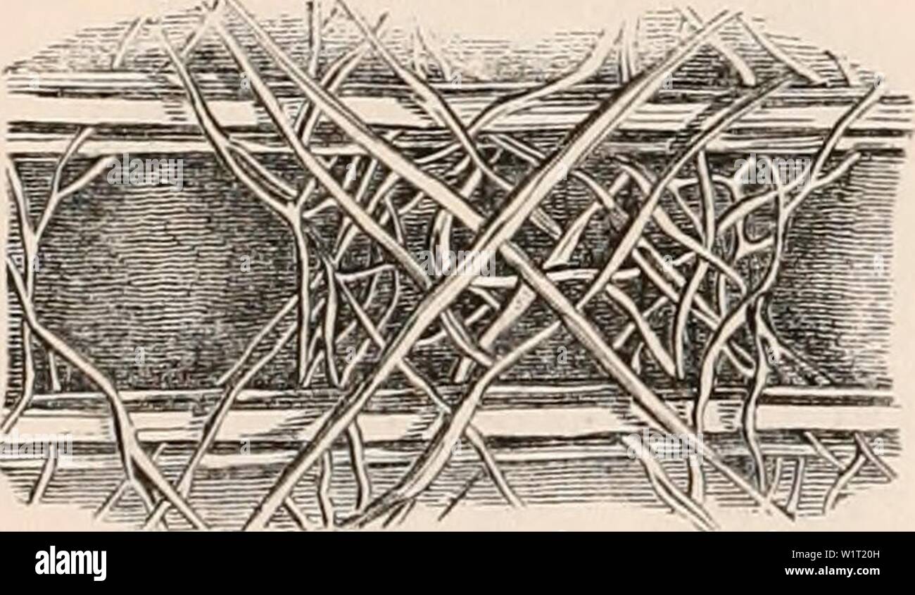 Archive image from page 87 of The cyclopædia of anatomy and Stock Photo ...