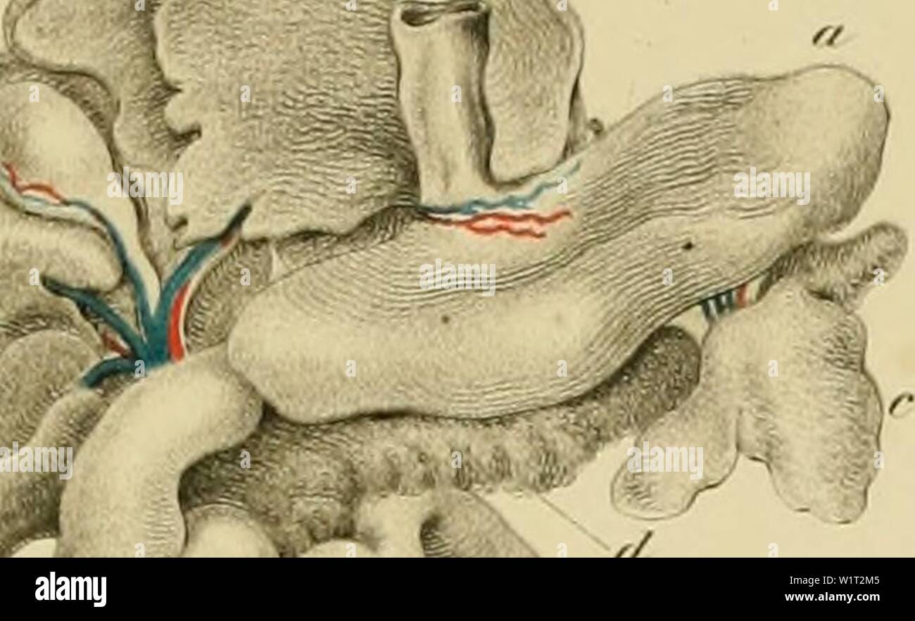 Archive image from page 88 of Denkschriften der Kaiserlichen Akademie der Stock Photo