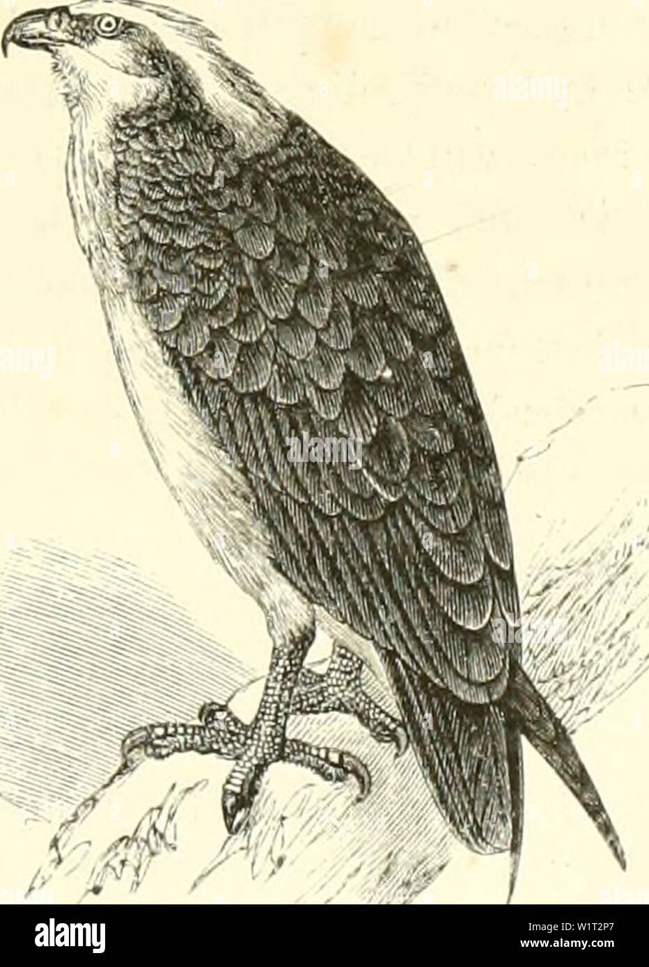 Archive image from page 88 of De Dierentuin van het Koninklijk. De Dierentuin van het Koninklijk Zoologisch Genootschap Natura Artis Magistra te Amsterdam  dedierentuinvanh00schl Year: 1872 sti'viui' |io(itt'n dan dr civcriuc z aicmlen. De gewone s,,oit. Jf/i/ifiÃ«/n.s Iârii.-; lircft in liet volmaakte kleed vi'cl overeenkomst met den ouden sclnccuw-zeearend. In grootte overtreft zij den sici htvalk naanw(,'lijks. Zij is van Nepa&gt;d over geheel Aclitei'-lndiiÂ» rn de l'liili|i|iljns(lLfsili(Min deze de gewoonste arend in Ni'derlandscb Indii' is. ziel men hem sleclits zeldzaam levend in de d Stock Photo