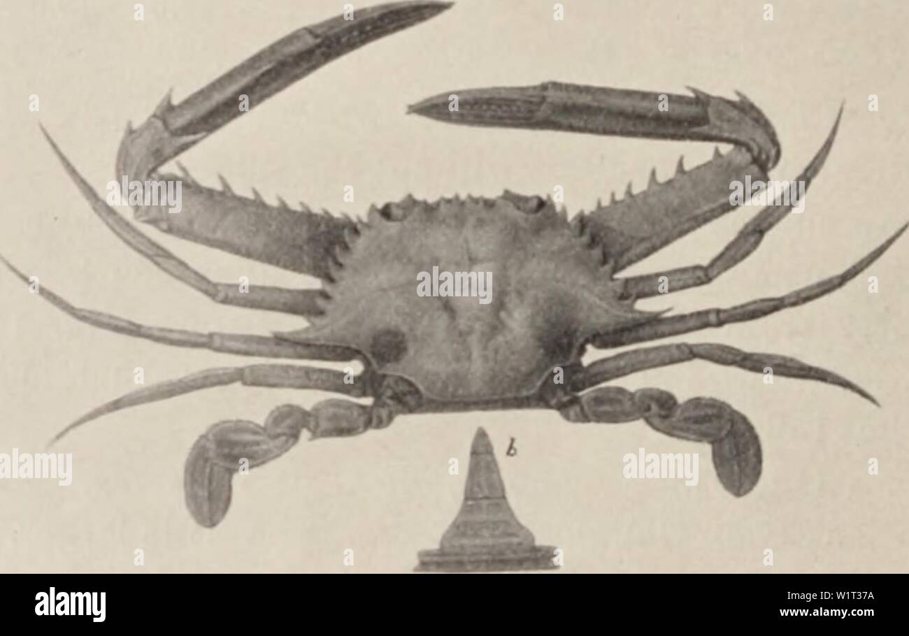 Archive image from page 89 of Decapod crustacea of Bermuda (1908-1922). Decapod crustacea of Bermuda  decapodcrustacea00verr Year: 1908-1922 380 A. E. VerriU—Dccn/»&gt;&lt;l Crustacea of Bernnnli. Achelous Sebas (II. M.-K'. ti-. (i. i non Herbst sp. nee Stiinp«&gt;n i H. M.-Kihv.. Mi-t. Nat. (.'rust.. i. p. &gt;&gt;. 1:: I. Ste&OE . M.-Khv.. Aivh. Mn-;. Mi-it. Nat.. x. p. :»•.'.». pi. xxviii. ti--. •J. 2a, 1SI.51 : Miss. Sri. M.-x.. . p. -.'17. ls;&lt;i. .l,7(r/»i/N .sV//,. 1H. 1JI01. l-'ii.i 1:1 'Fills fine s]iccics n&gt;us t-&gt; l;if-i' si/c. It i&lt; ni-ily ri'cii-ni/.cd by an ii|pril Stock Photo