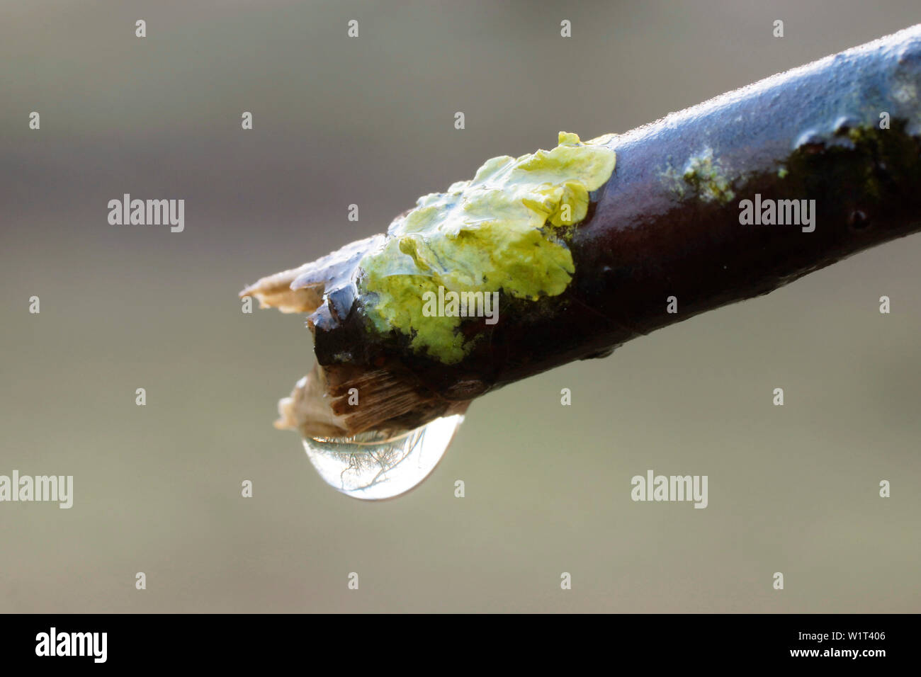 Flechten hi-res stock photography and images - Alamy