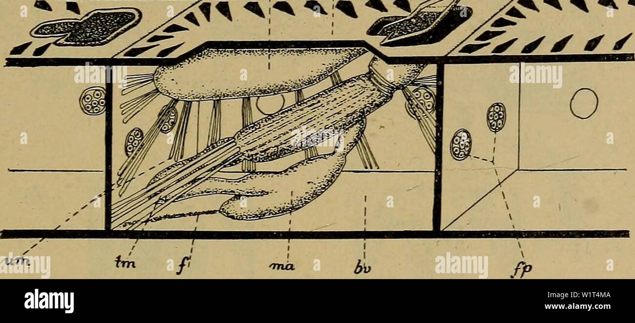Ascophora hi-res stock photography and images - Alamy