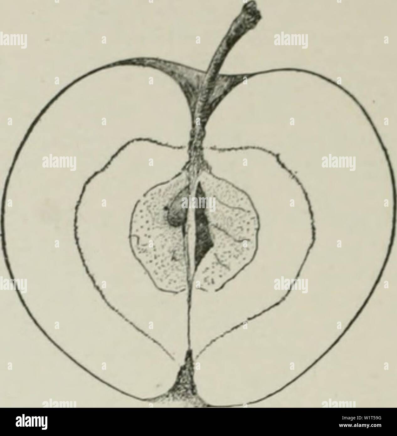 Archive image from page 93 of Cyclopedia of hardy fruits (1922). Cyclopedia of hardy fruits  cyclopediaofhar00hedr Year: 1922 64. Yellow Bellflower. {XV2) 65. Yellow Transparent. (X) veiy susceptible to injury by the apple-scab fungus. The apples do not stand storage well, and deteriorate quickly when brought from low temperatures. The trees are vigorous, healthy, hardy, long-lived, and productive in warm, well-drained, fertile soils. The variety has strong local attachments, and, though widely distributed, is now being planted in but few localities. The most suitable regions for its culture a Stock Photo