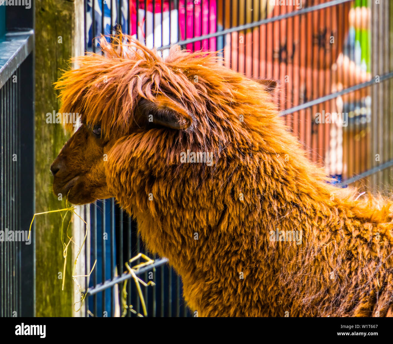 brown hairy alpaca in close up with its head, cute and adorable farm animals, tropical specie from America Stock Photo