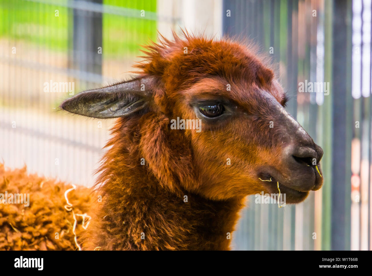 cute closeup of the face of a brown alpaca, popular pet on the animal farm, tropical animal specie from America Stock Photo