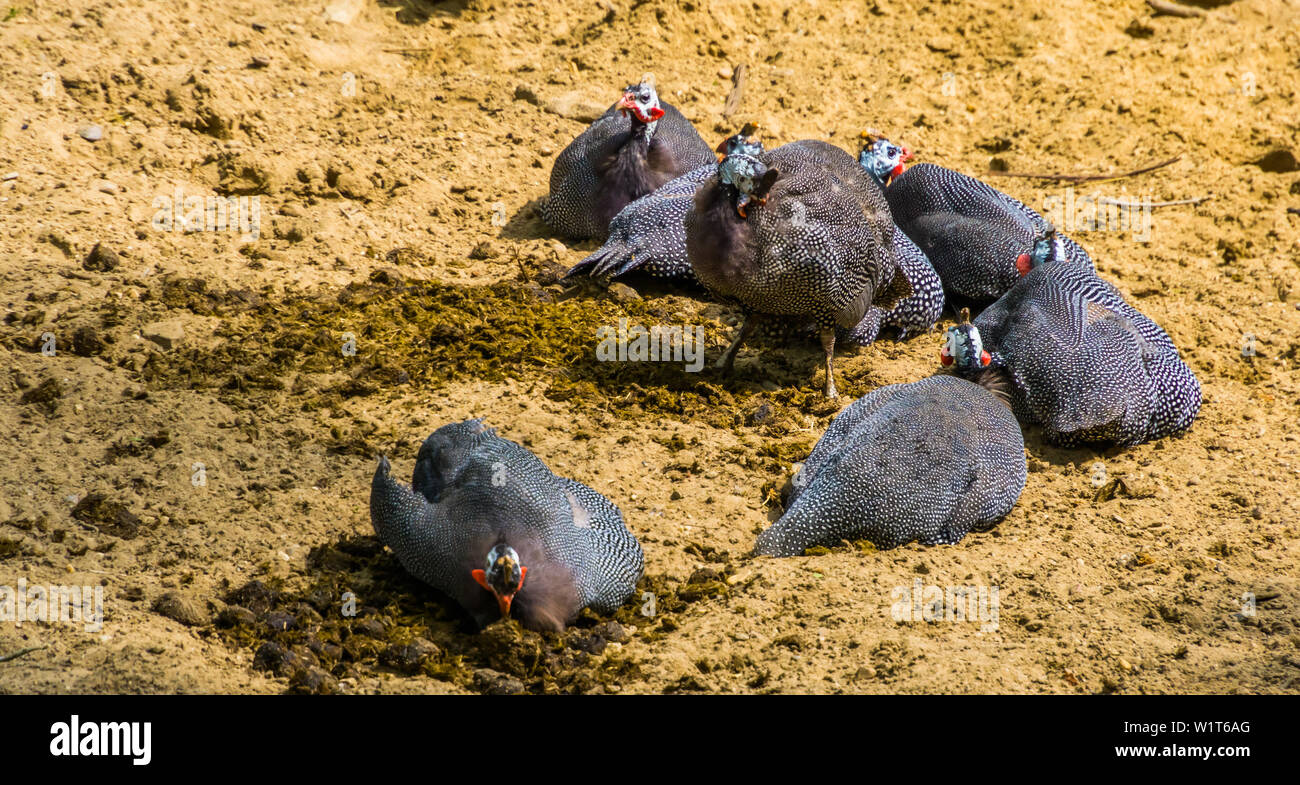 family of helmeted guineafowl birds sitting together in the sand, tropical bird specie from Africa Stock Photo