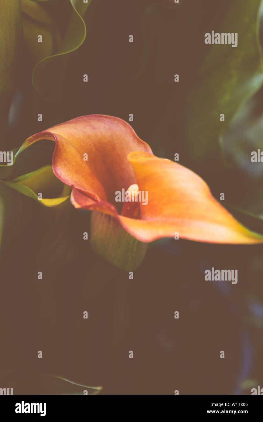 Closeup of a beautiful orange Ceratostylis orchid in a forest Stock Photo